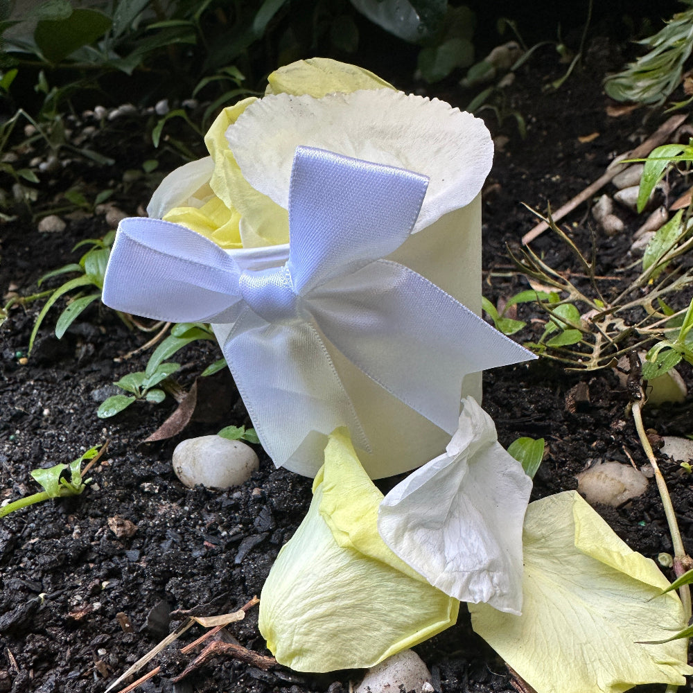 Lemon Meringue - Freeze Dried Soft Preserved Rose Petal Confetti