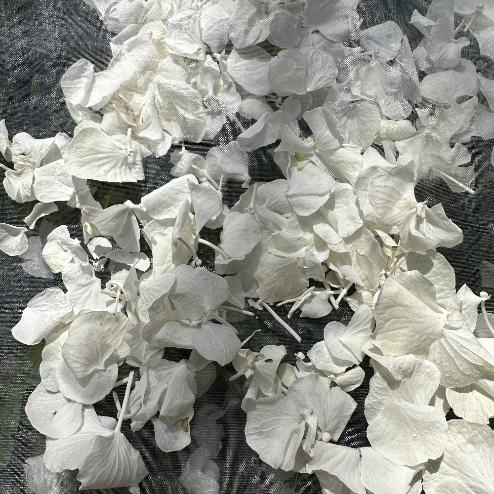 Value Bundle 4 Freeze Dried White Hydrangea Petal Confetti Cannons & 1L Petals of Your Choice