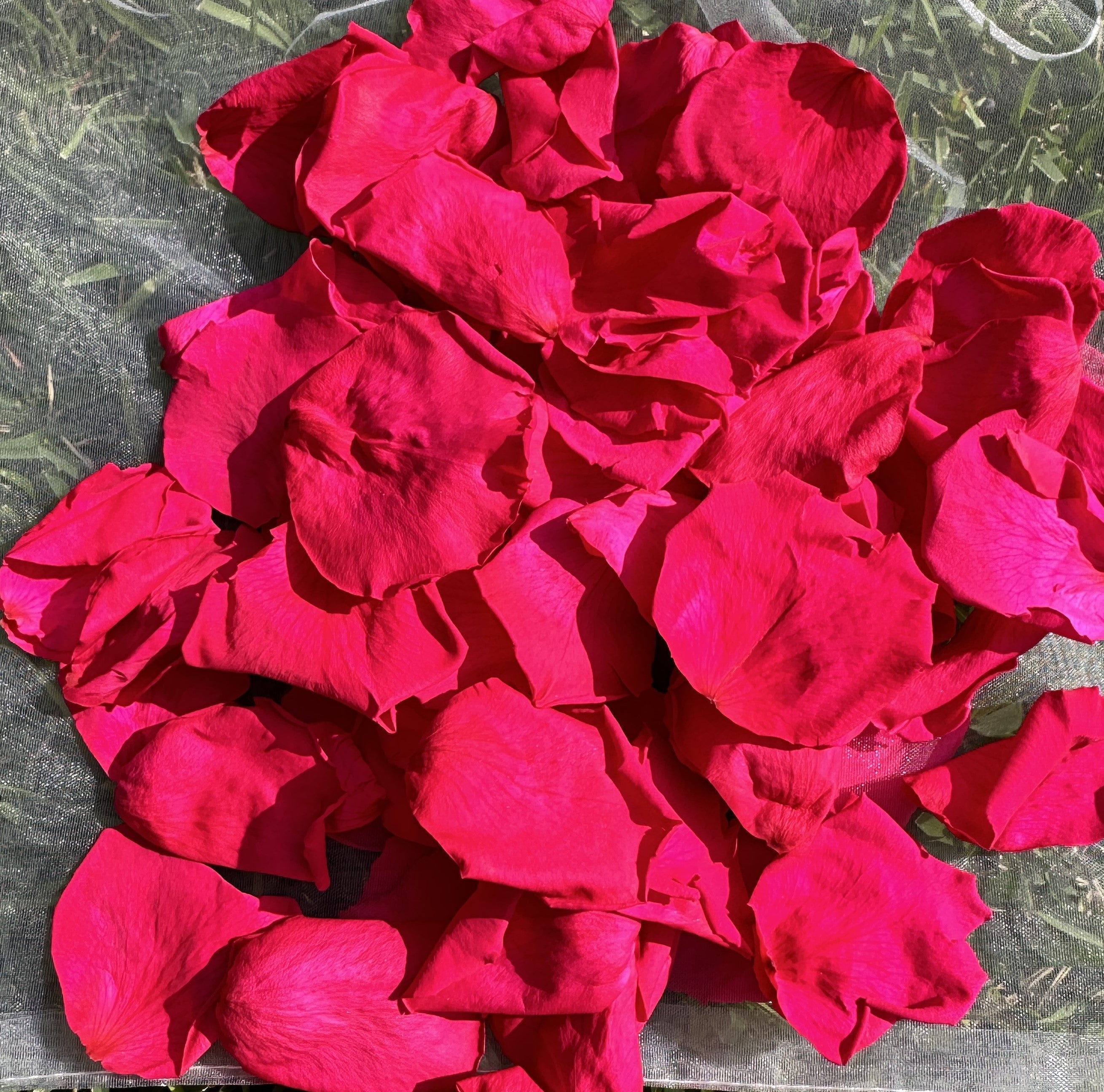 How does the process of Freeze drying work?