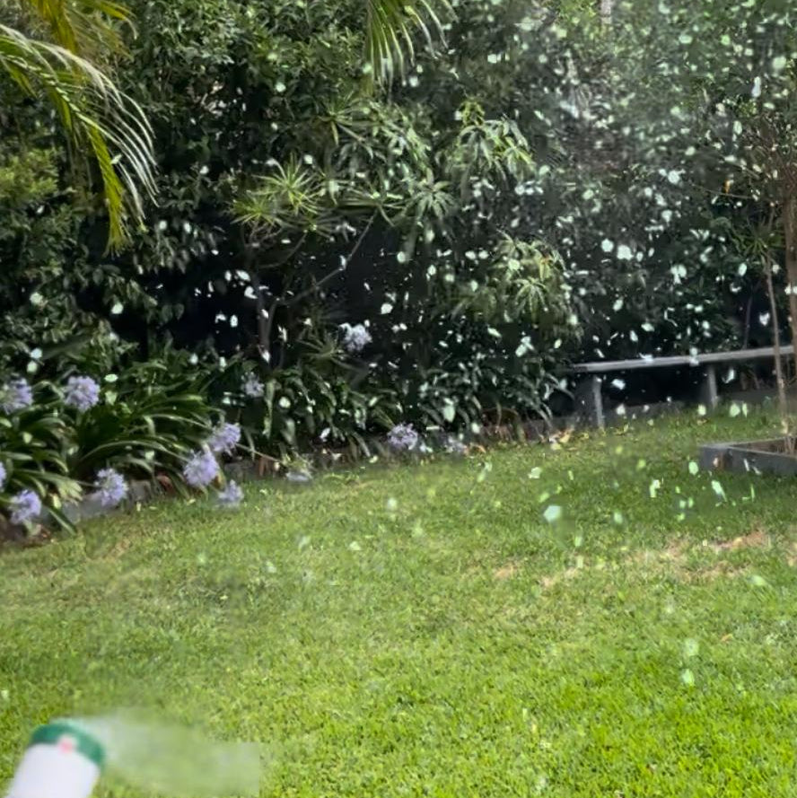 Make It Rain Petals: The Magic of Freeze-Dried Hydrangea Cannons