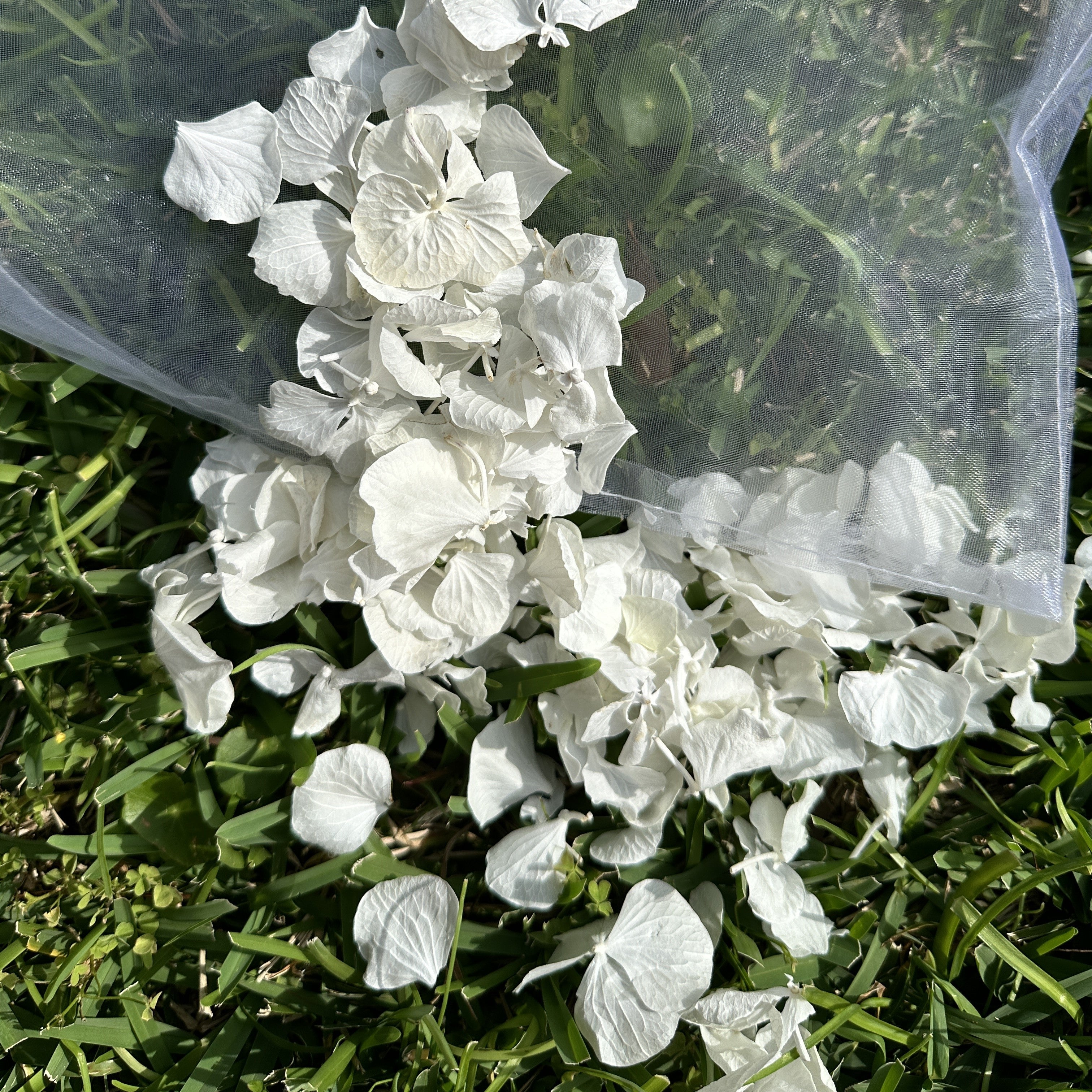 Freeze Dried Hydrangea Petal Confetti