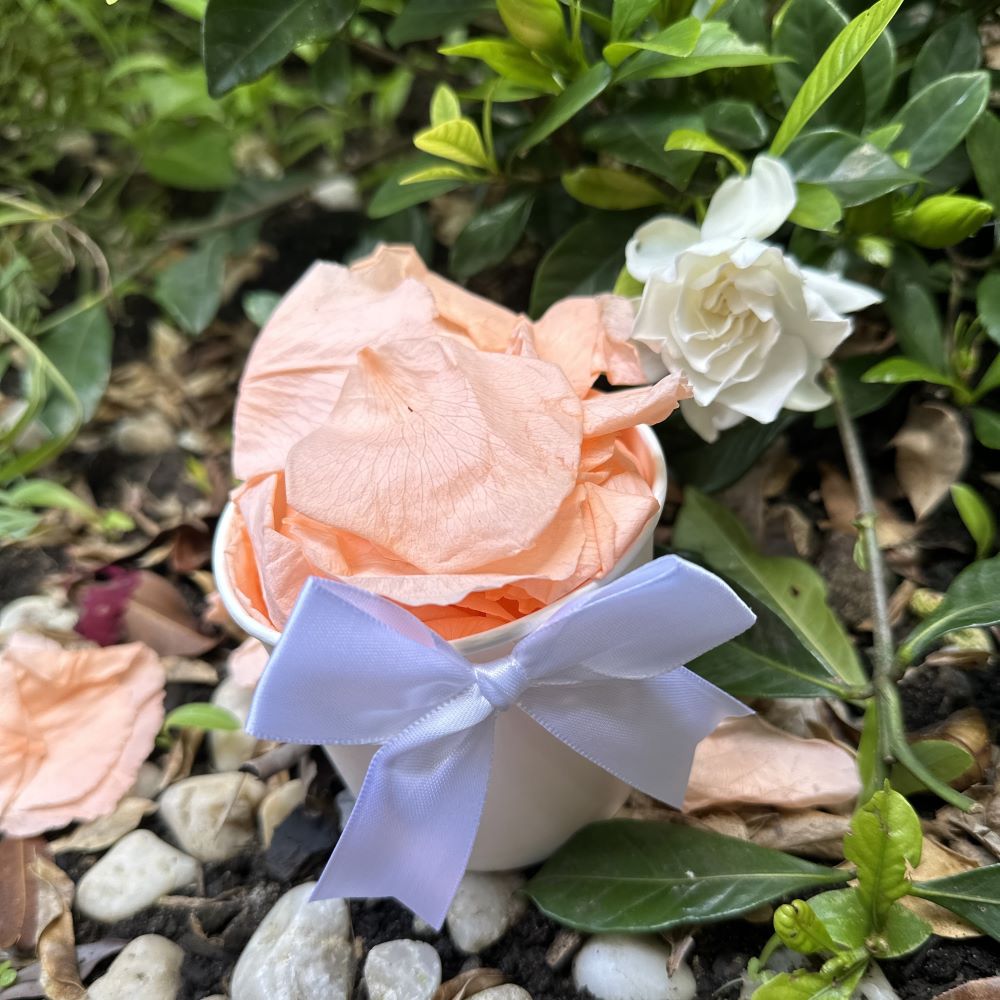 Sherbet - Freeze Dried Soft Rose Petal Confetti