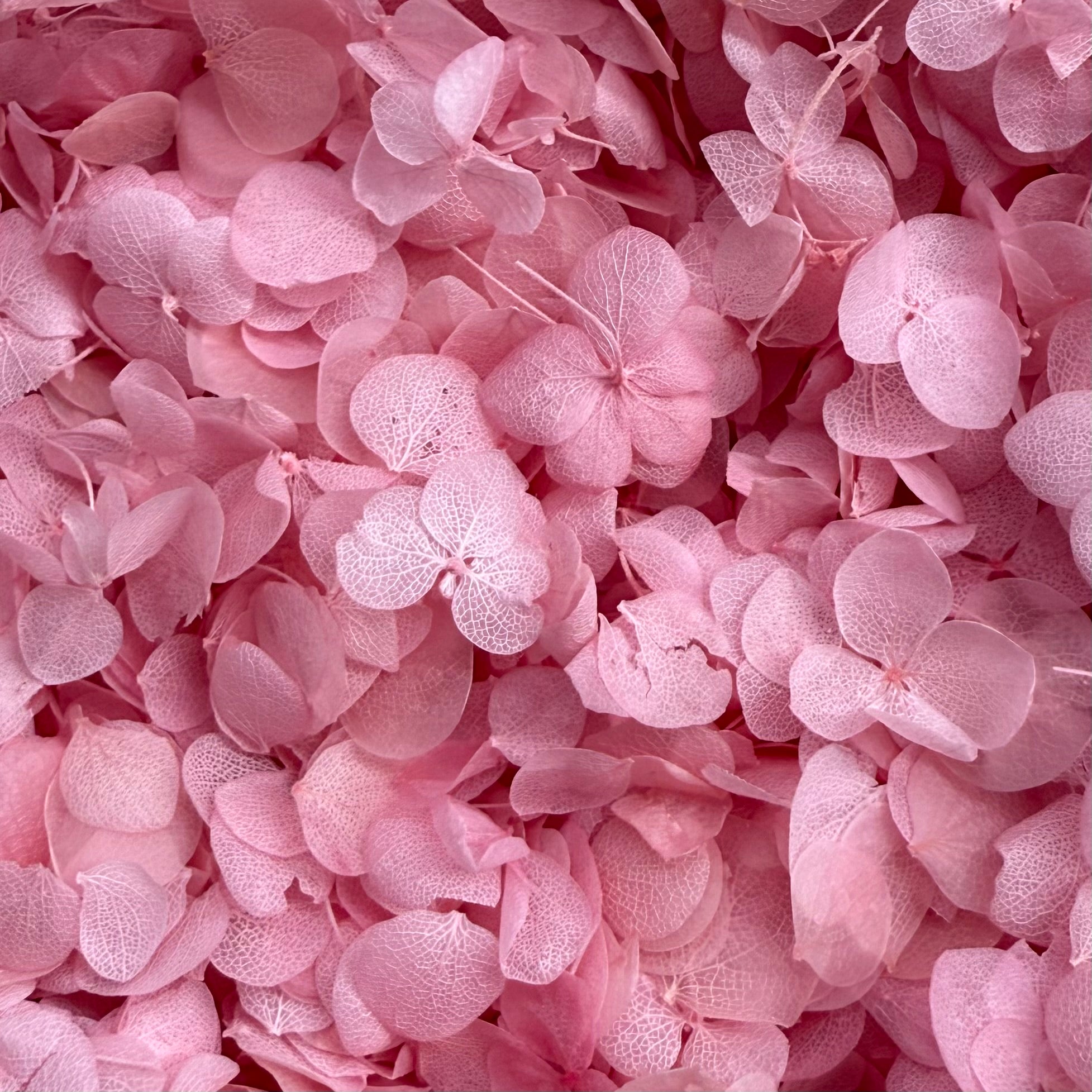 Freeze Dried Pink Frosting Hydrangea Wedding Petal Confetti