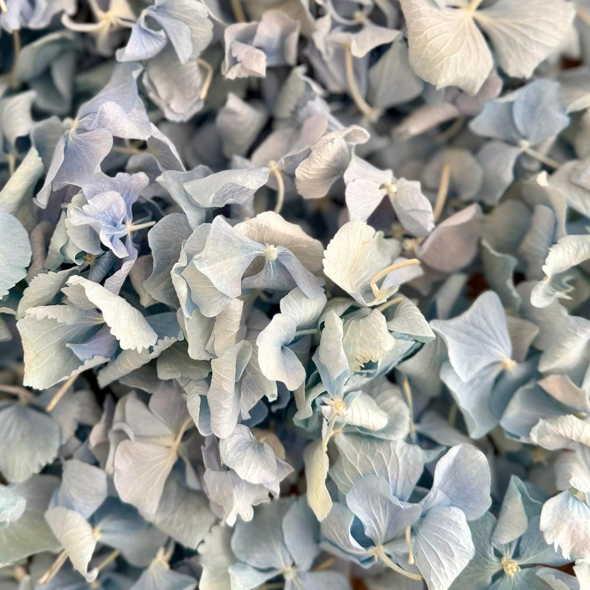 Wedding Bundle- Blue Hydrangea Biodegradable Petals+ Cones + Tray