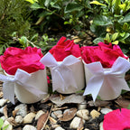 30 Individually Pre-Packaged Tubs Biodegradable Preserved Rose Petal Confetti- Pop of Pink