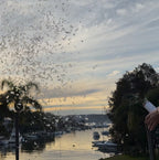 Rice Paper Confetti Cannon/Popper - White