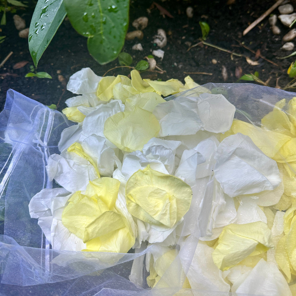 Lemon Meringue - Freeze Dried Soft Preserved Rose Petal Confetti
