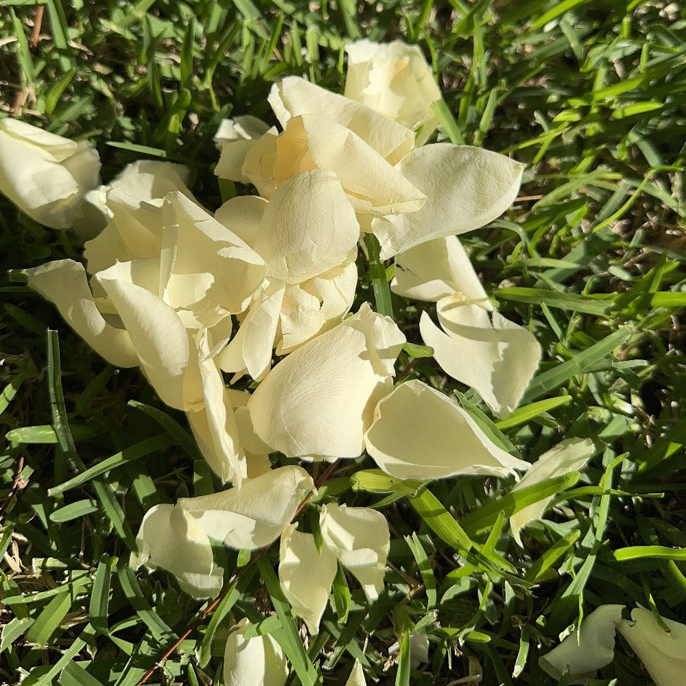 Yellow - Freeze Dried Rose Petal Confetti
