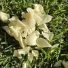 Yellow - Freeze Dried Rose Petal Confetti