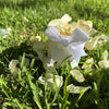 Yellow - Freeze Dried Rose Petal Confetti