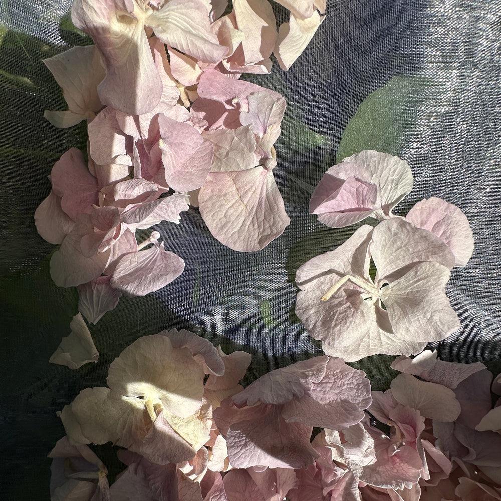 Freeze Dried Violet Mist Hydrangea Wedding Petal Confetti