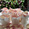 Summer Sensation Freeze Dried and Preserved Rose Petal Confetti in set of 9 pre-packaged tubs