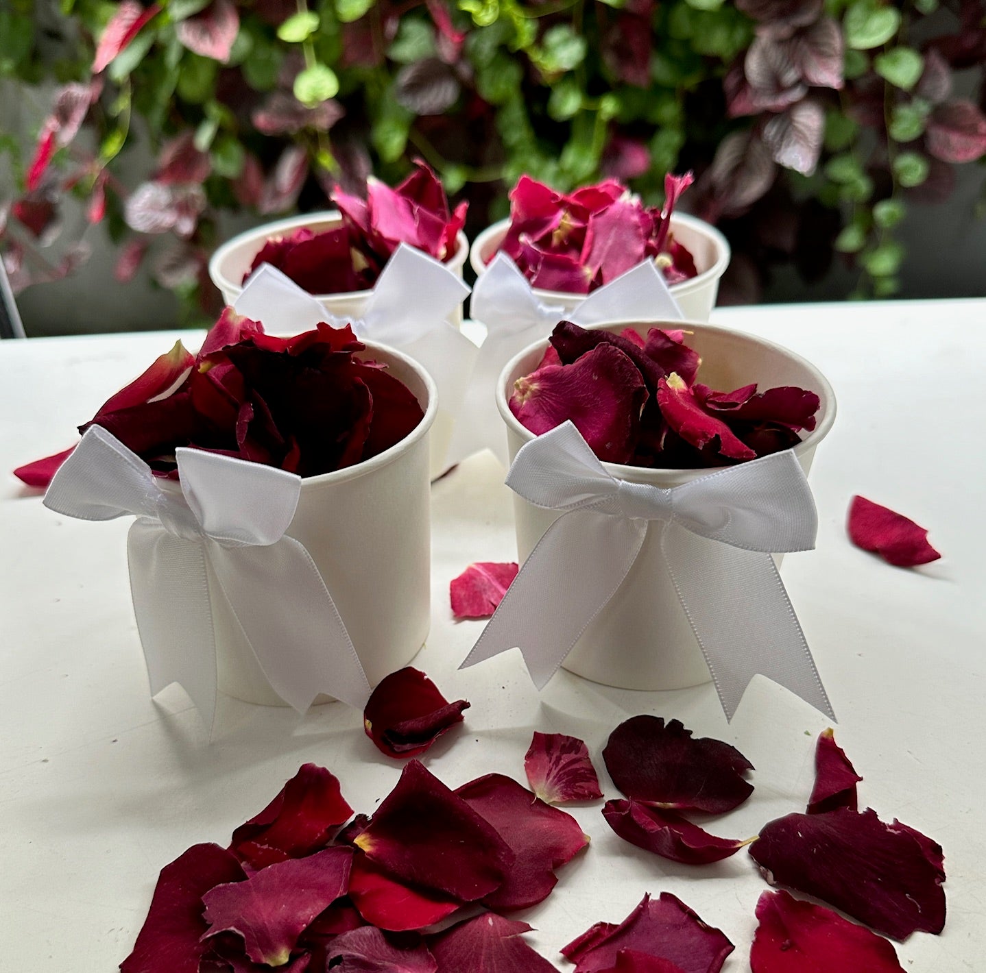 30 Individually Pre-Packaged Tubs Biodegradable Rose Petal Confetti -Magenta