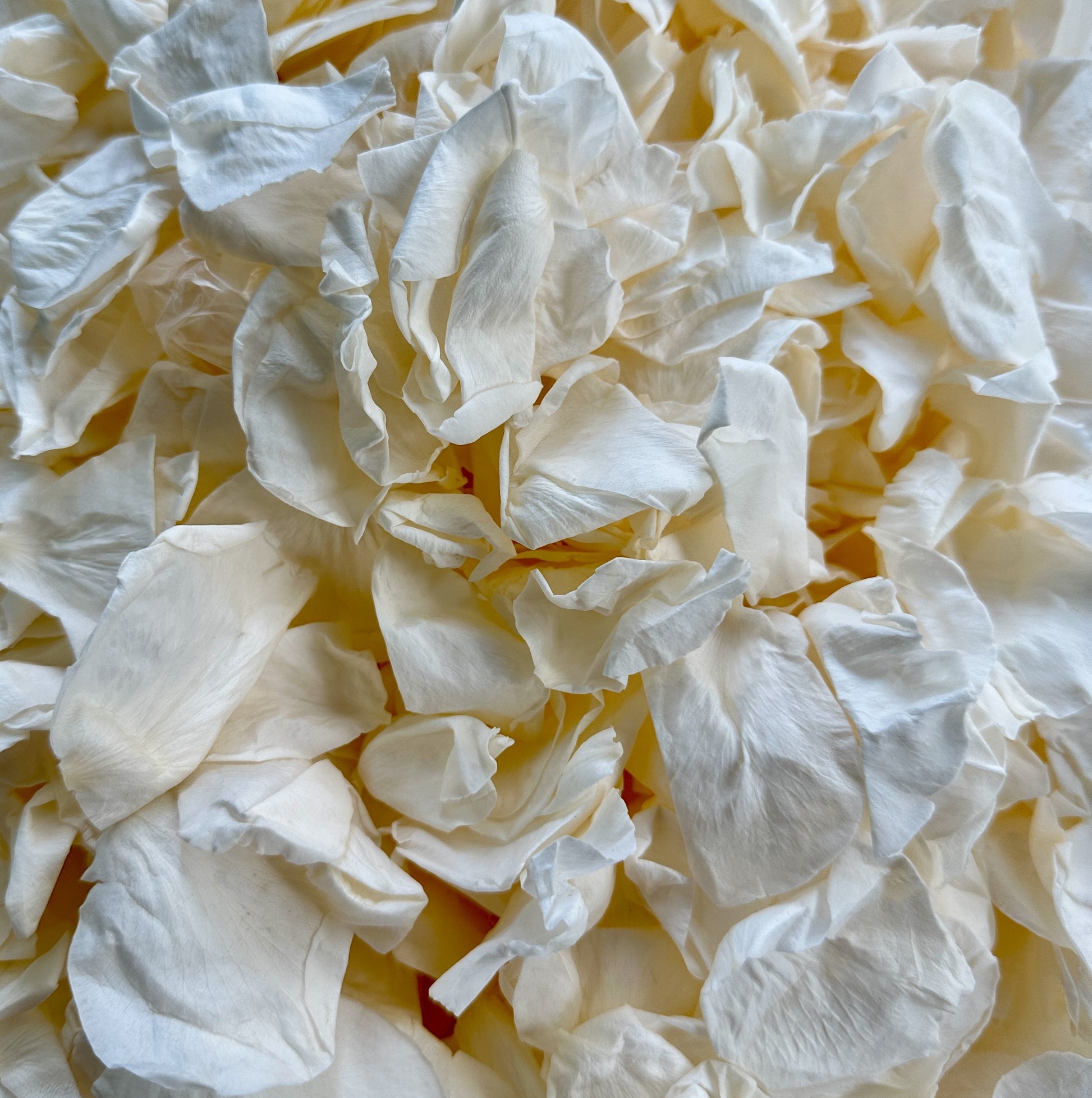 Soft Peach - Freeze Dried Soft Rose Petal Confetti