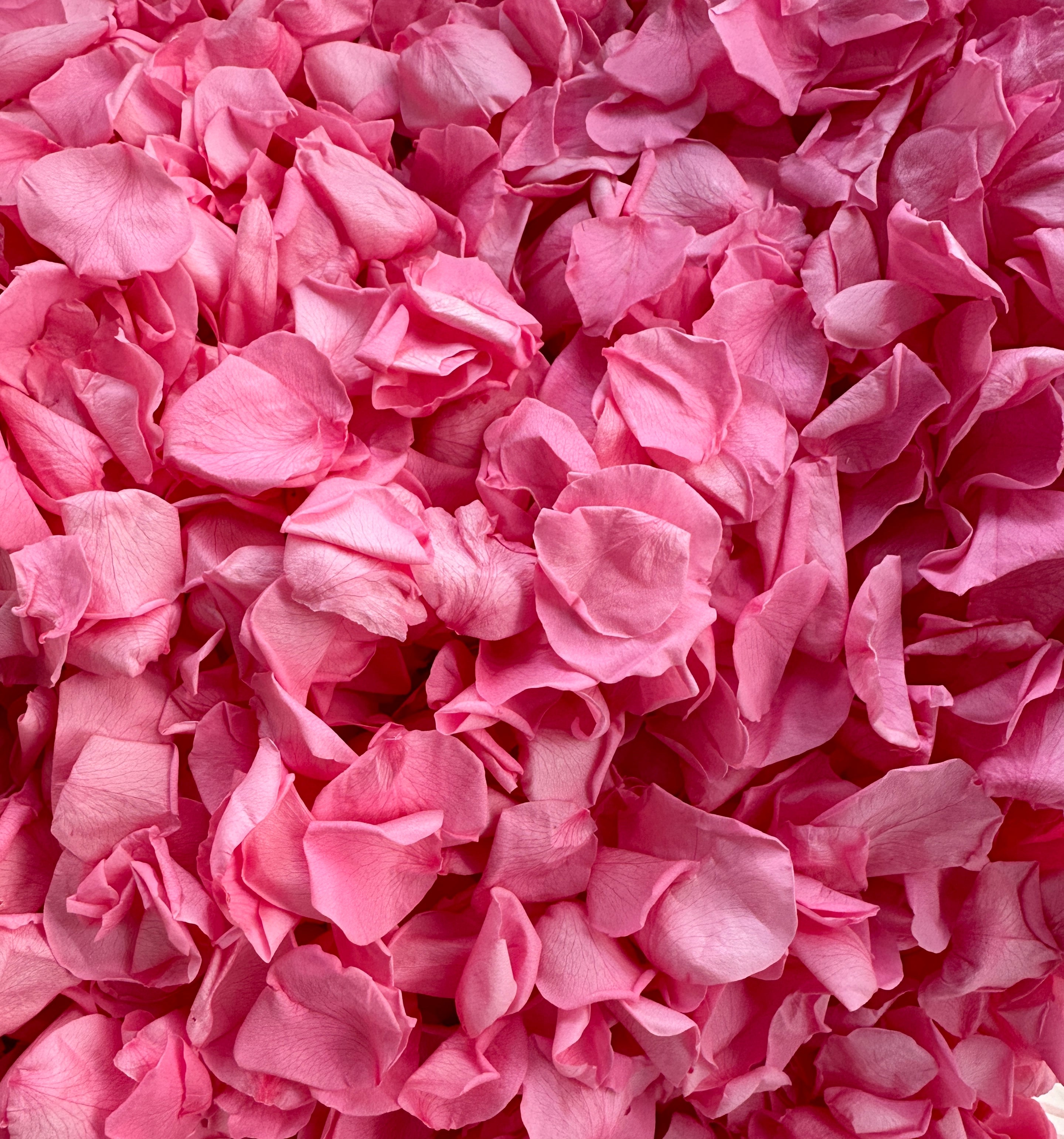 30 Individually Pre-Packaged Tubs Biodegradable Petal Confetti -Barbie Pink