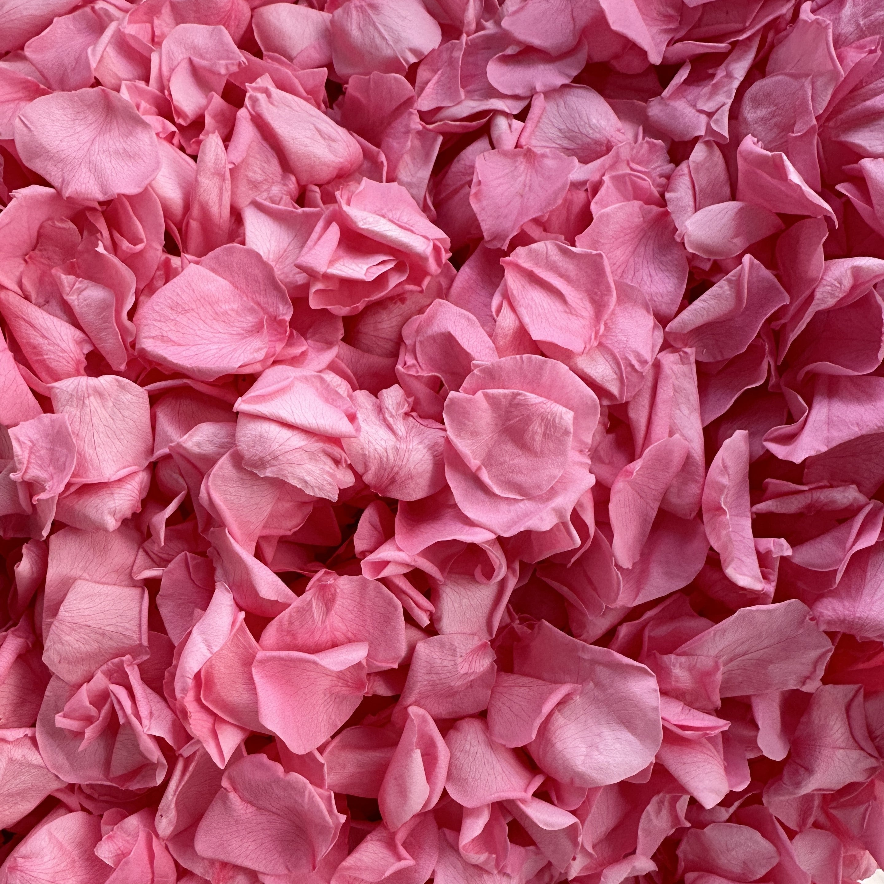 Barbie Pink - Freeze Dried Soft Rose Petal Confetti