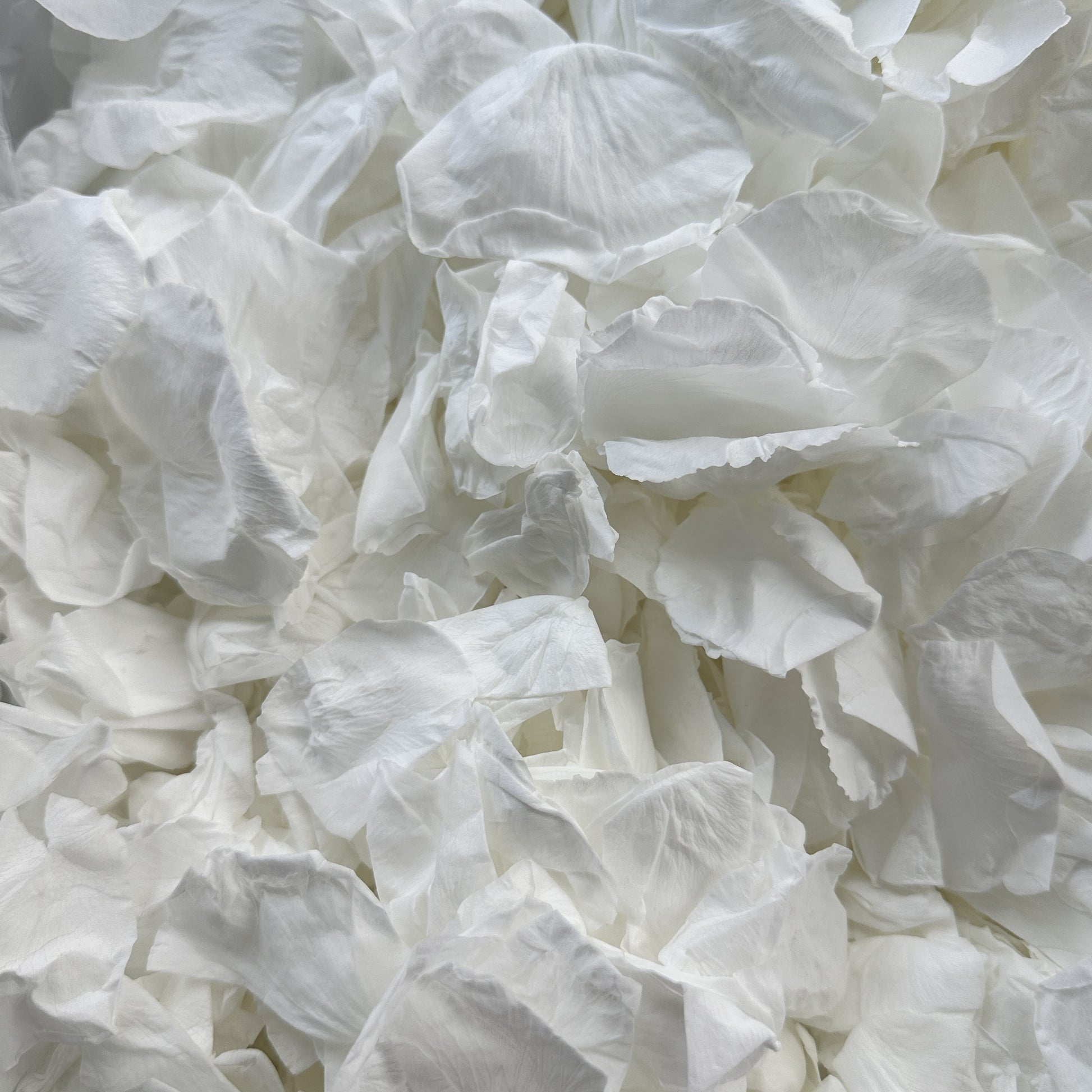 Snow White - Soft Freeze Dried Large Rose Petal Confetti