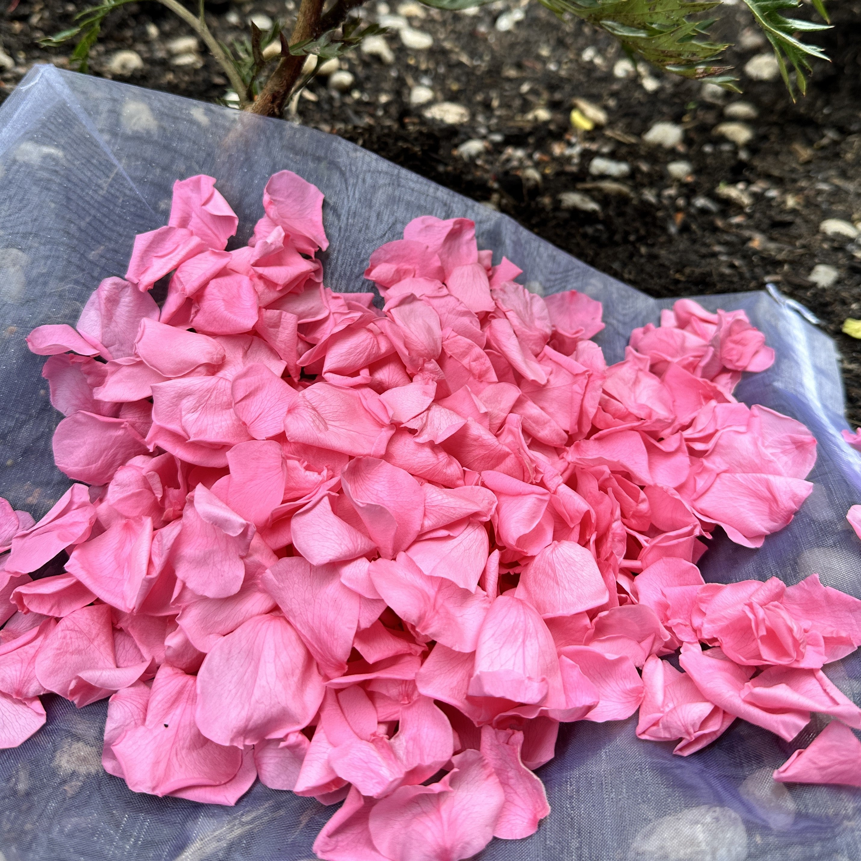 Barbie Pink - Freeze Dried Soft Rose Petal Confetti