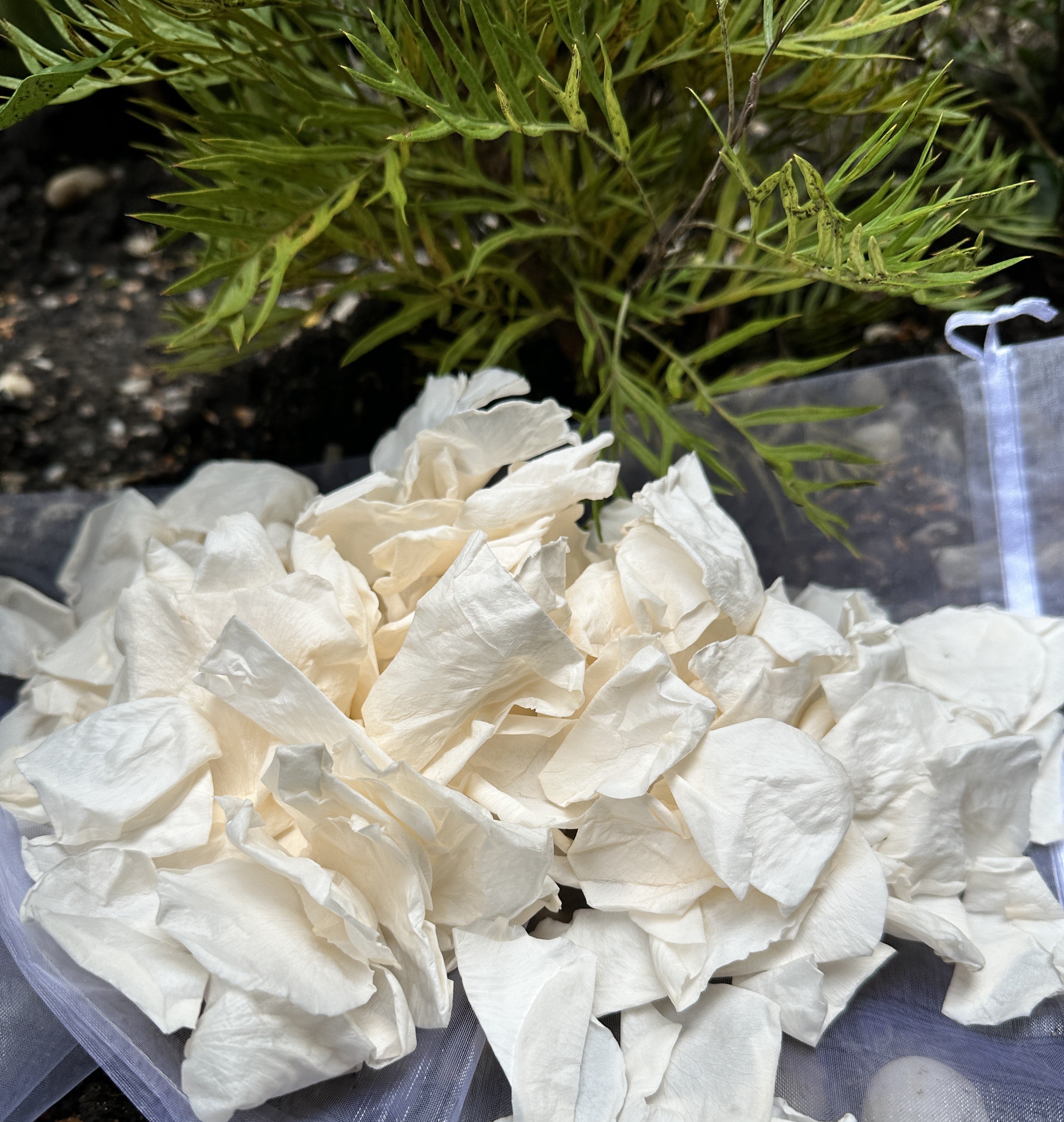 Soft Peach - Freeze Dried Soft Rose Petal Confetti