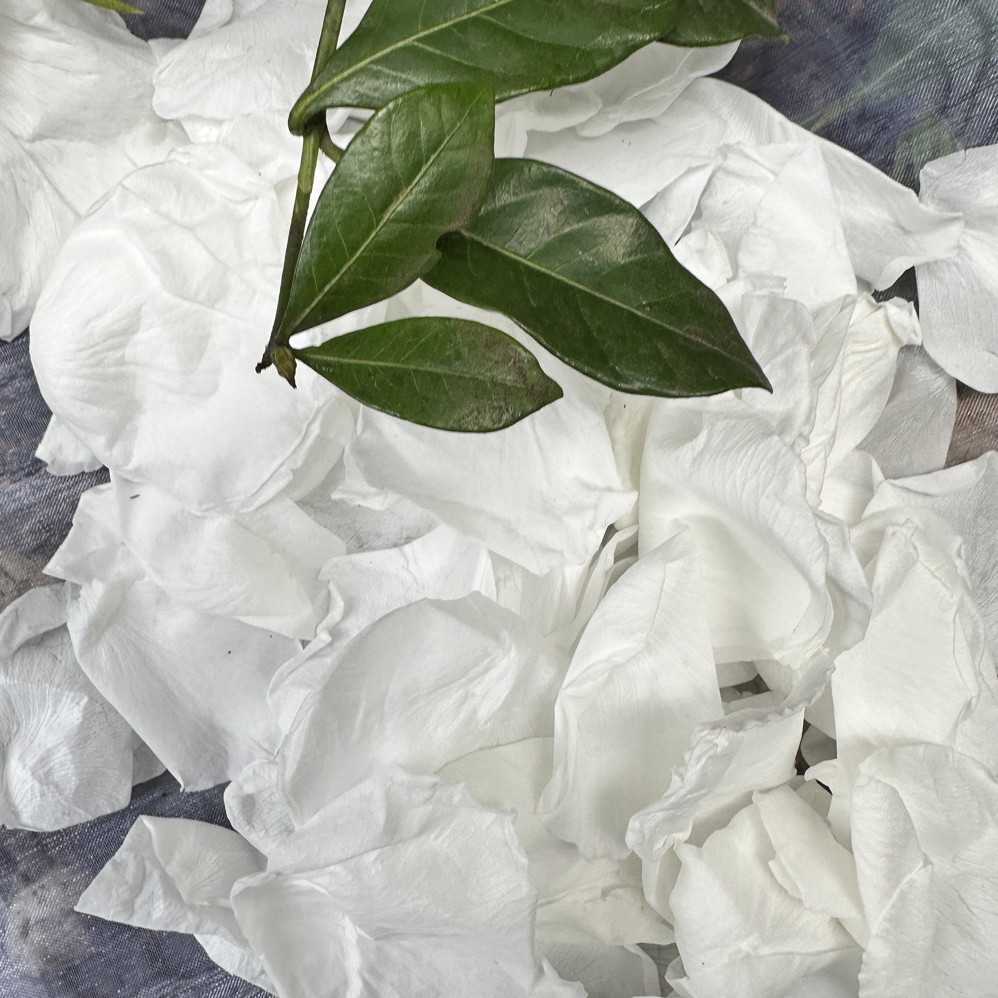 Memorial Large Organza Bag- Soft Snow White Freeze Dried petals 10 cups