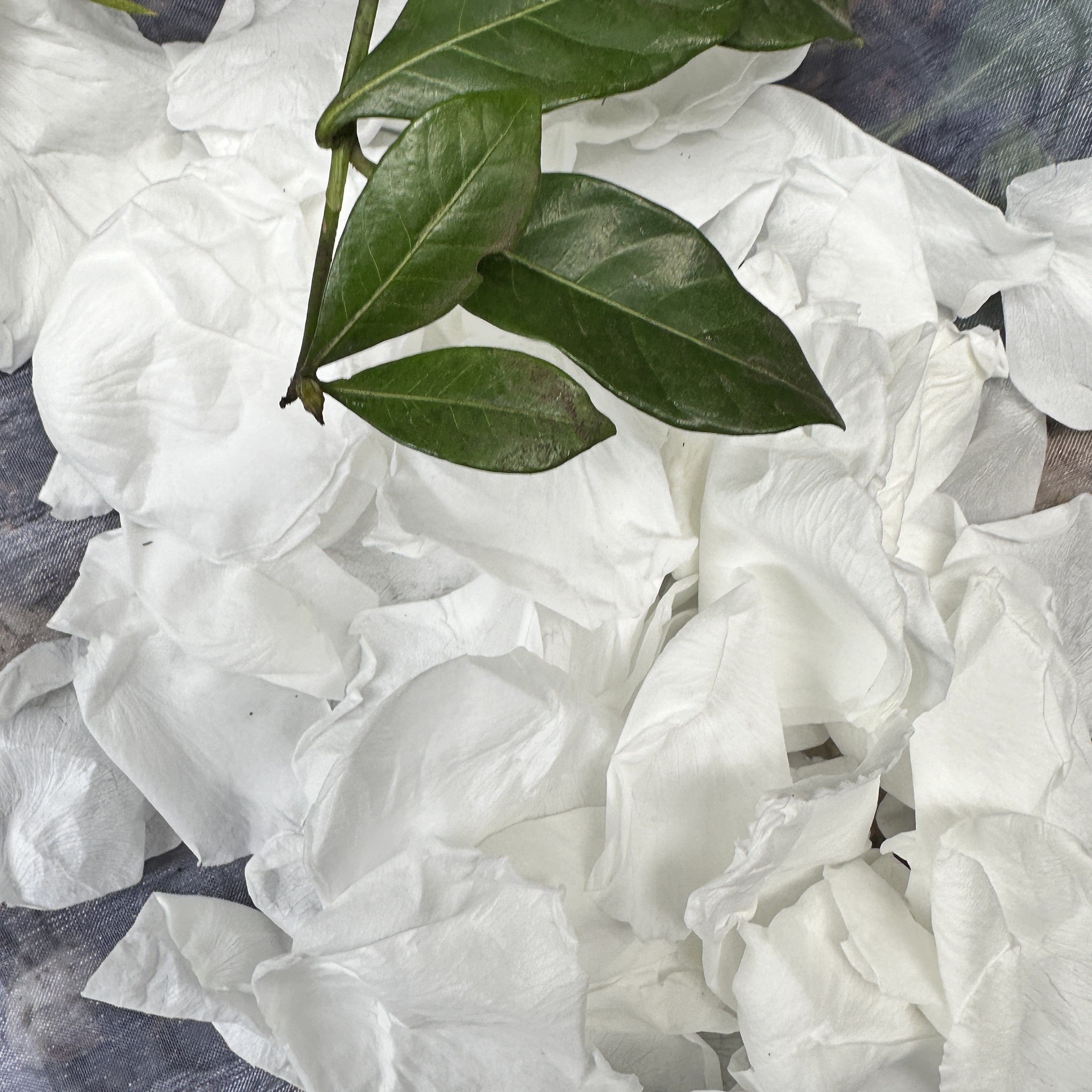 Memorial Large Organza Bag- Soft Preserved Snow White Freeze Dried petals 10 cups