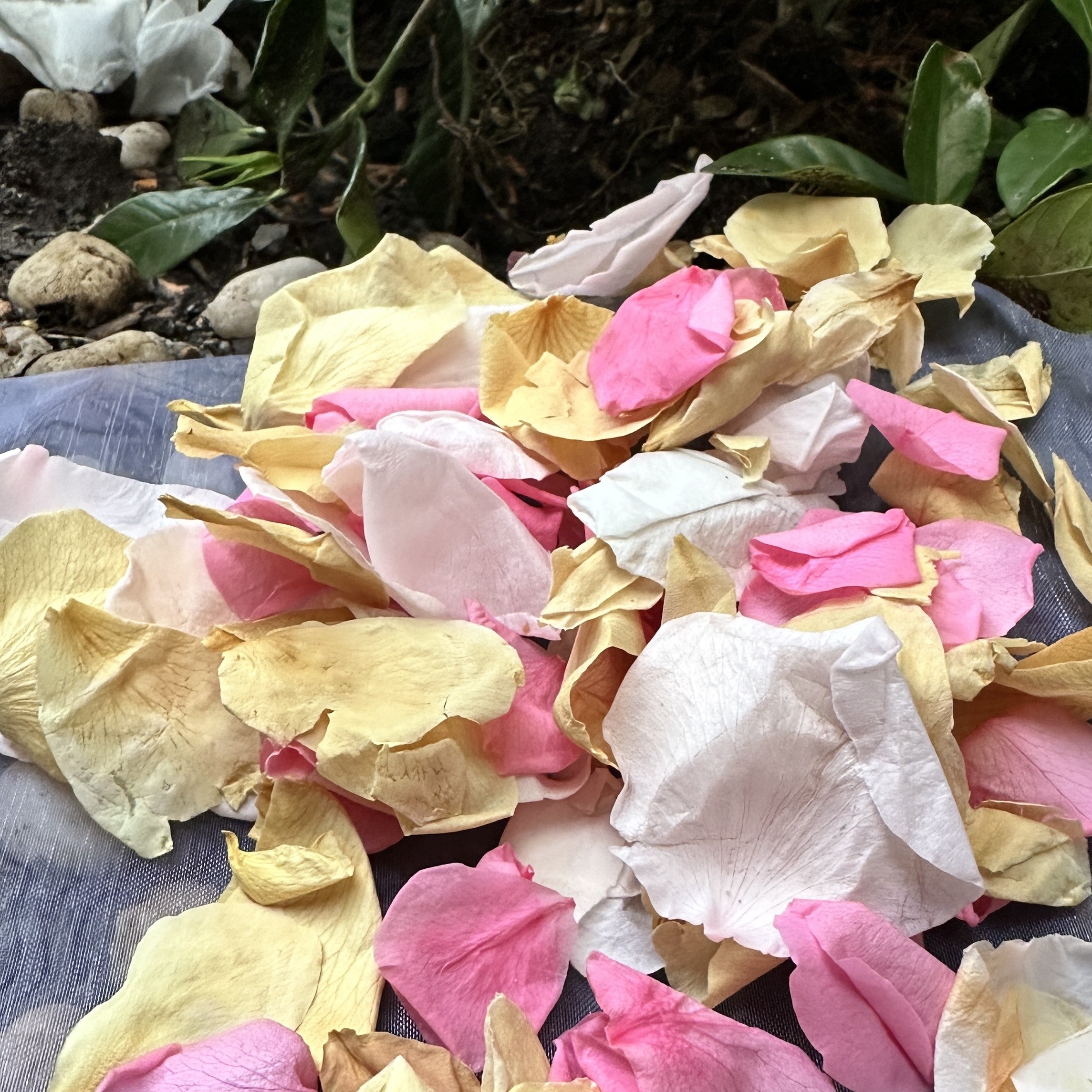 Spring Breeze - Freeze Dried Soft Rose Petal Confetti