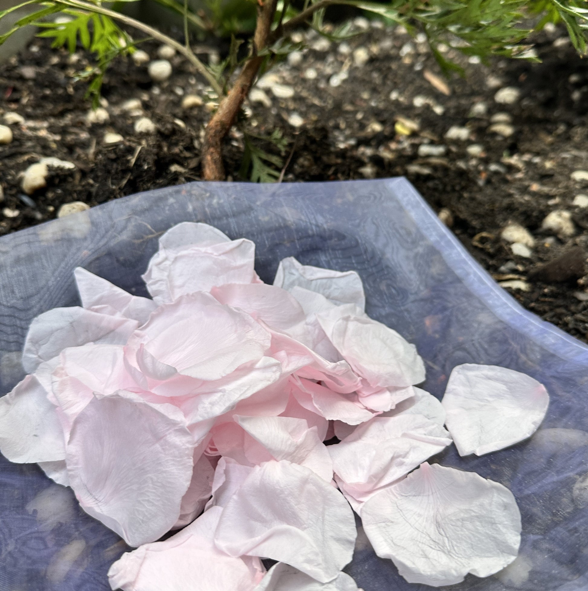 Pale Cotton Candy Pink Large- Freeze Dried Soft Rose Petal Confetti