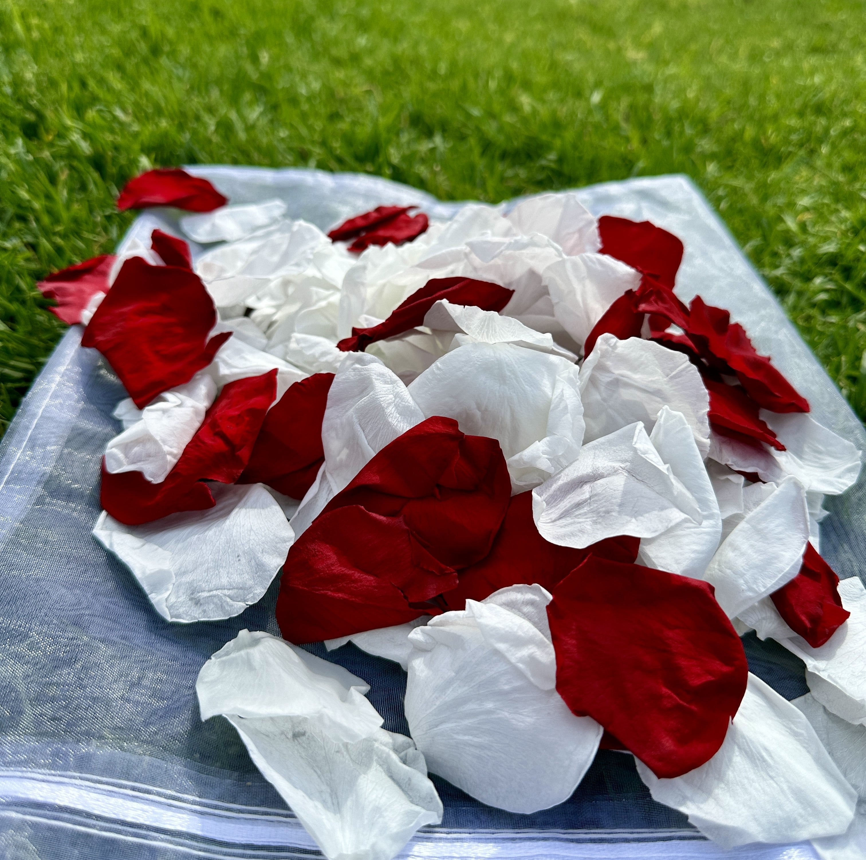 Red and White Strawberries and Cream - Freeze Dried Soft Preserved Rose Petal Confetti