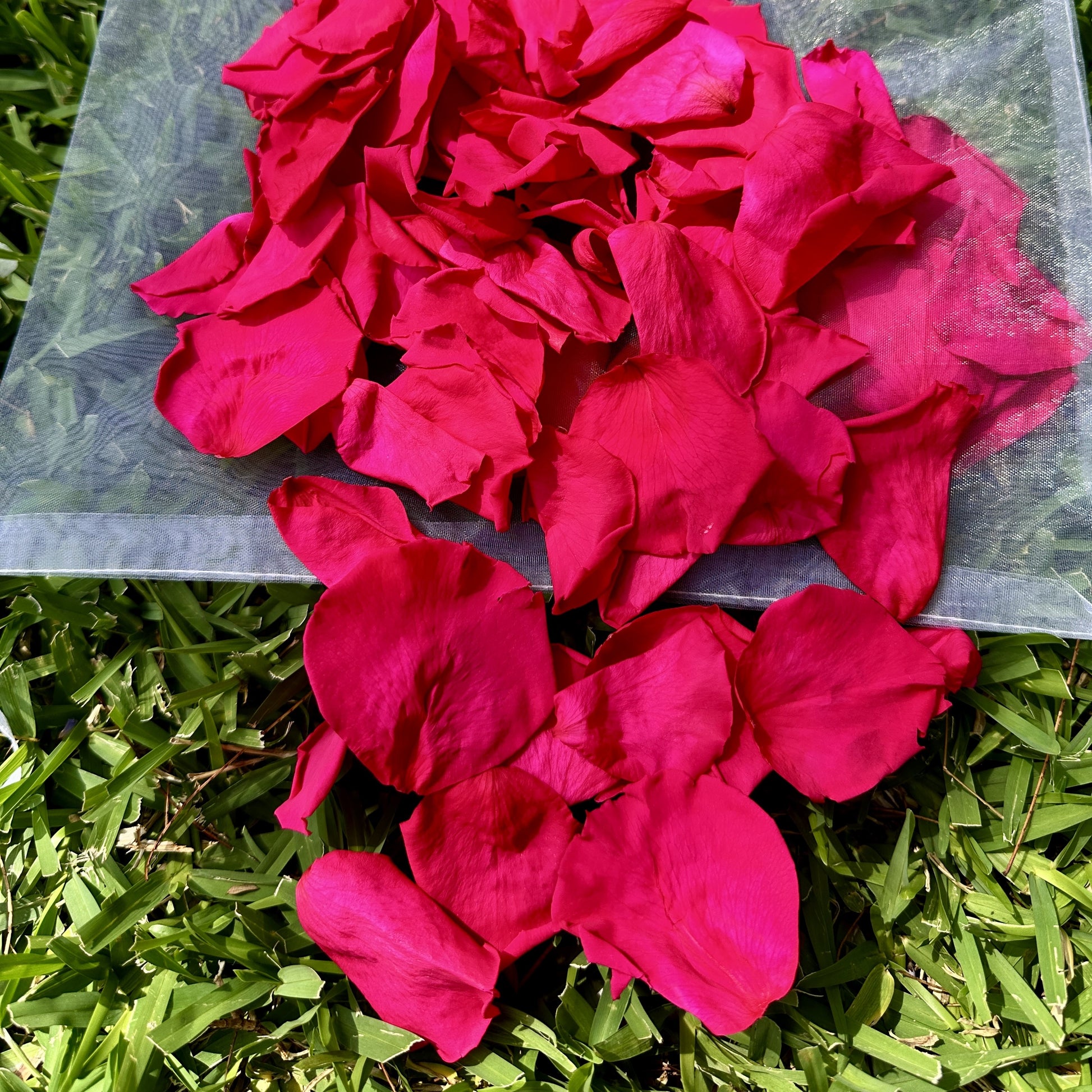 Passion Pop Pink - Freeze Dried Soft Rose Petal Confetti