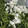 Freeze dried Antique White Hydrangea Wedding Petal Confetti