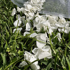 Value Bundle 4 Freeze Dried White Hydrangea Petal Confetti Cannons & 1L Petals of Your Choice