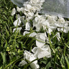 Freeze dried White Hydrangea Wedding Petal Confetti