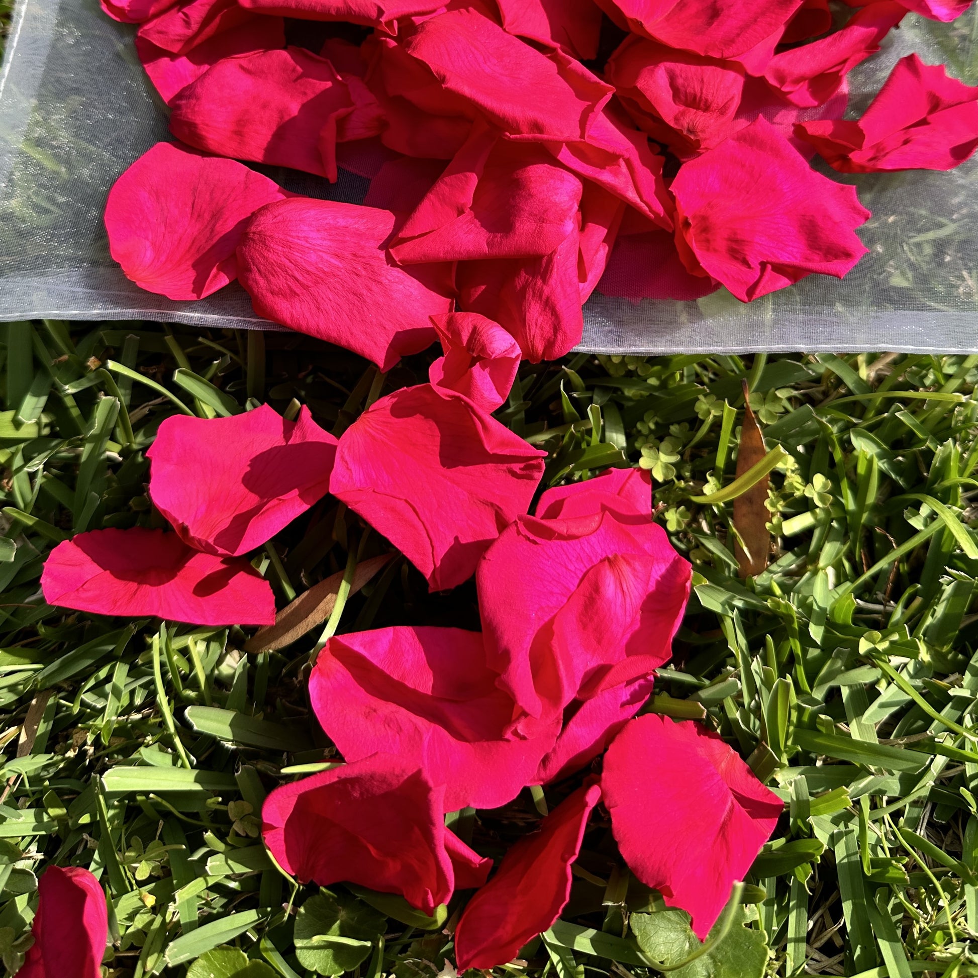 Passion Pop Pink - Freeze Dried Soft Rose Petal Confetti