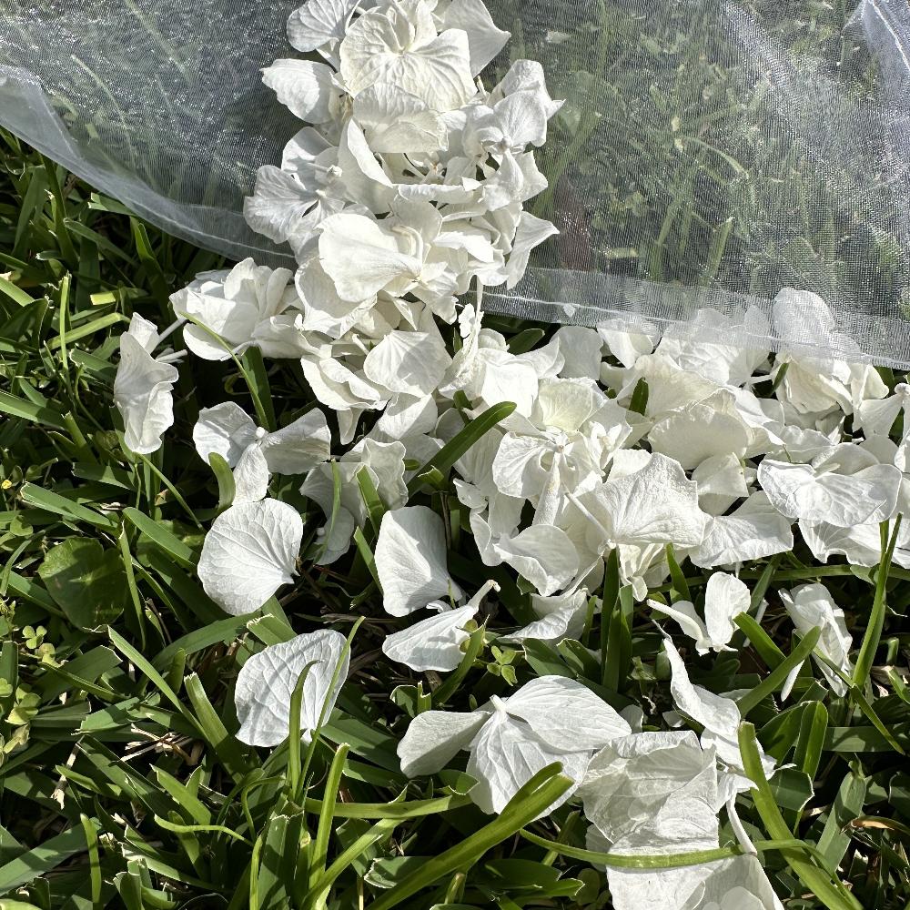 Freeze dried Antique White Hydrangea Wedding Petal Confetti