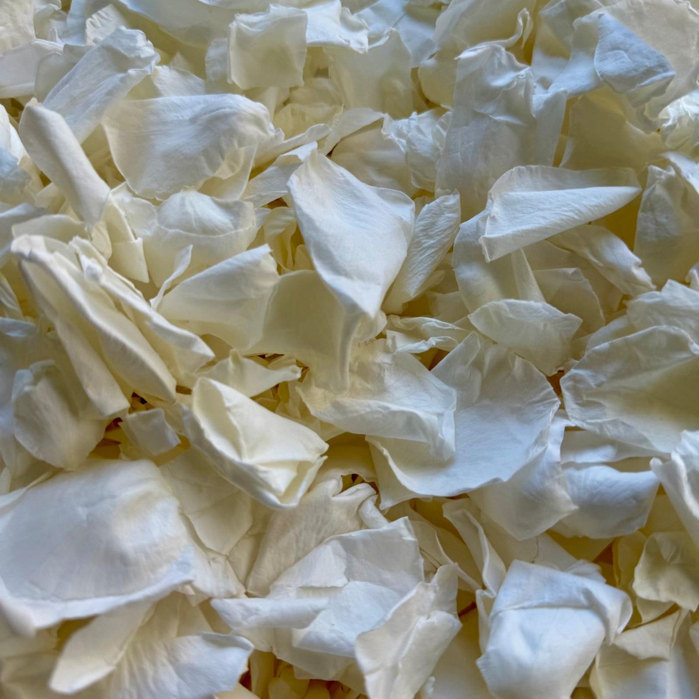 Antique White - Soft Freeze Dried Rose Petal Confetti
