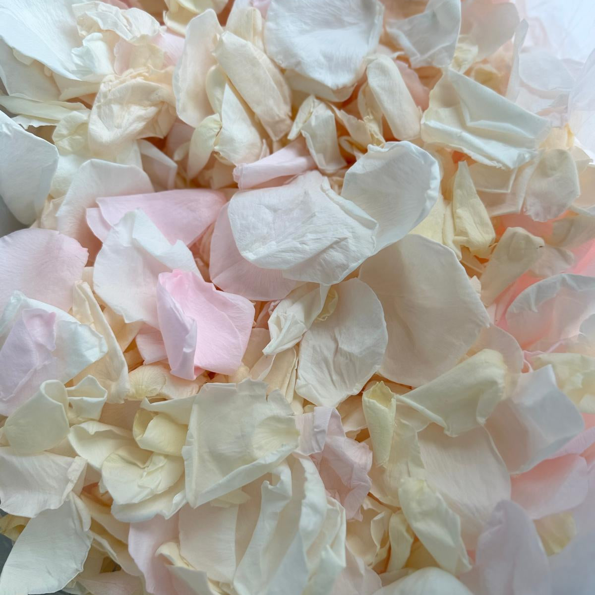 Pastel Perfection - Soft Freeze Dried Rose Petal Confetti