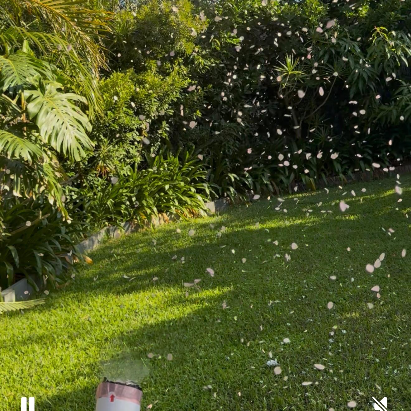 Gender Reveal Pink It's a Girl Natural Hydrangea Petals Confetti Cannon