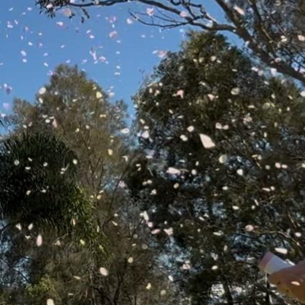 Cannon Gender Reveal Filled with Freeze Dried Pink Hydrangea Petals It's a Girl