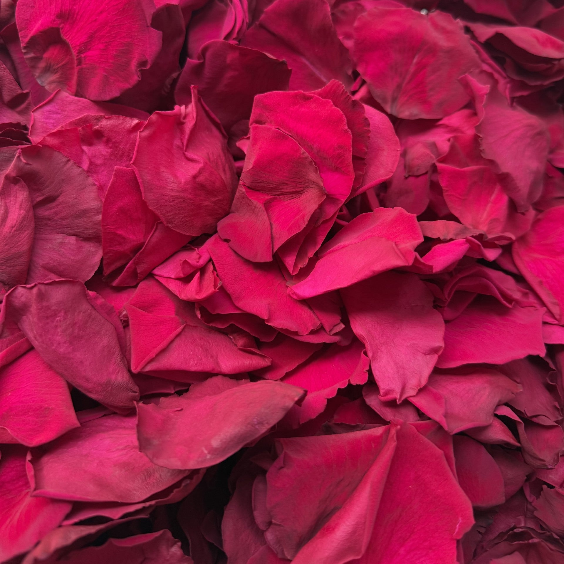 Magenta - Freeze Dried Soft Rose Petal Confetti