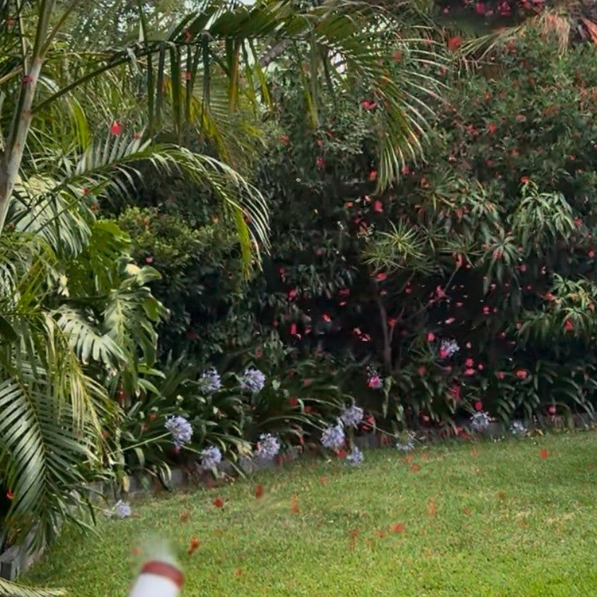 Red Hydrangea I love you Cannon Collection