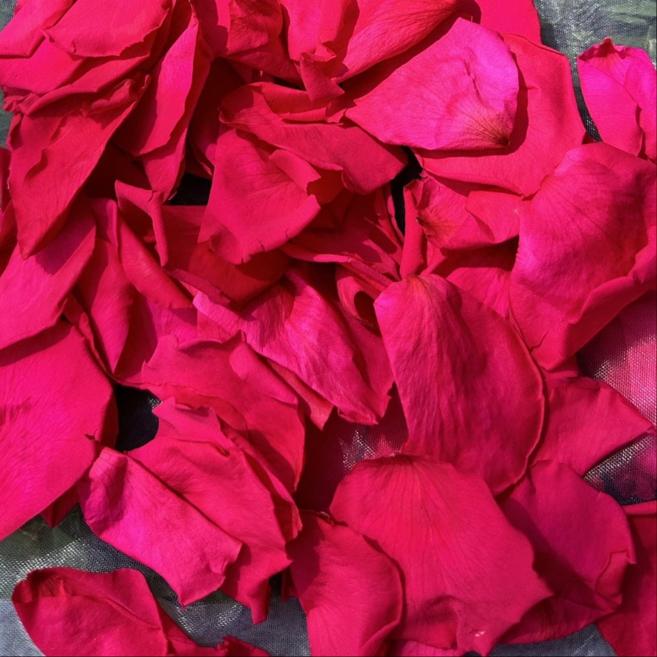 Popping Pink - Soft Freeze Dried Rose Petal Confetti