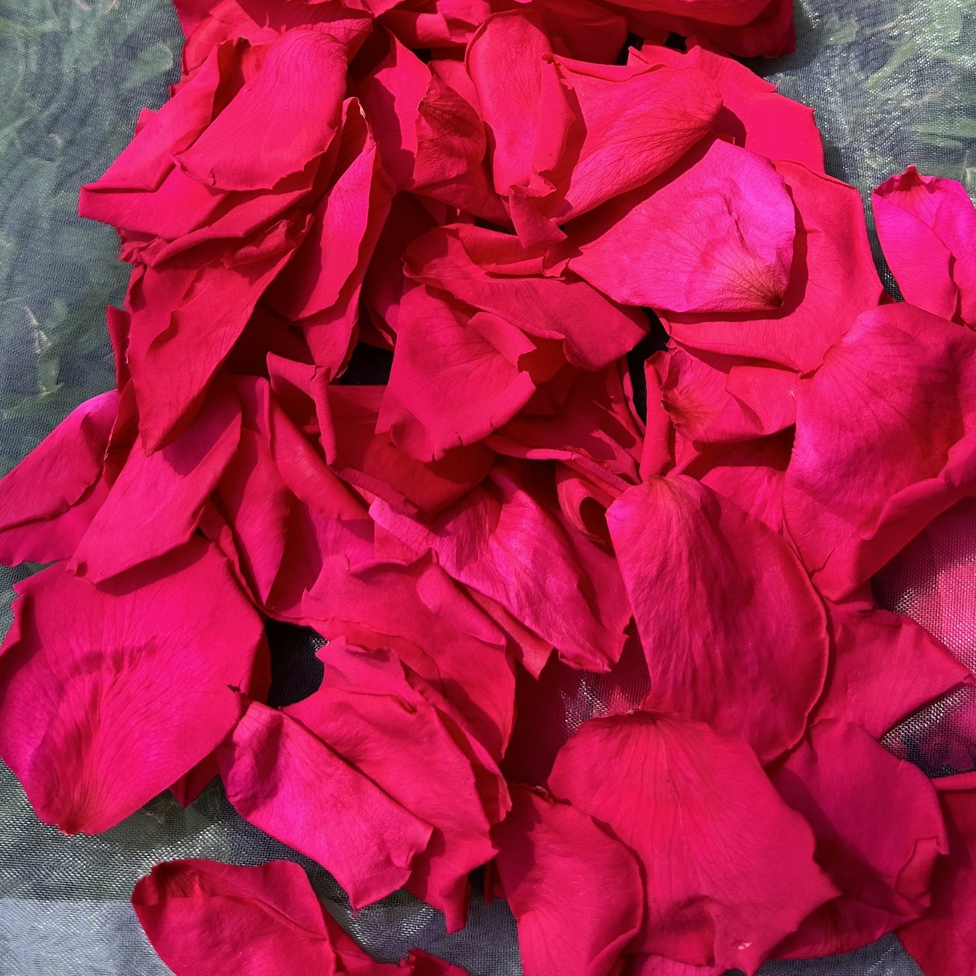 30 Individually Pre-Packaged Organza Bags Biodegradable Rose Petal Confetti -Pop of Pink